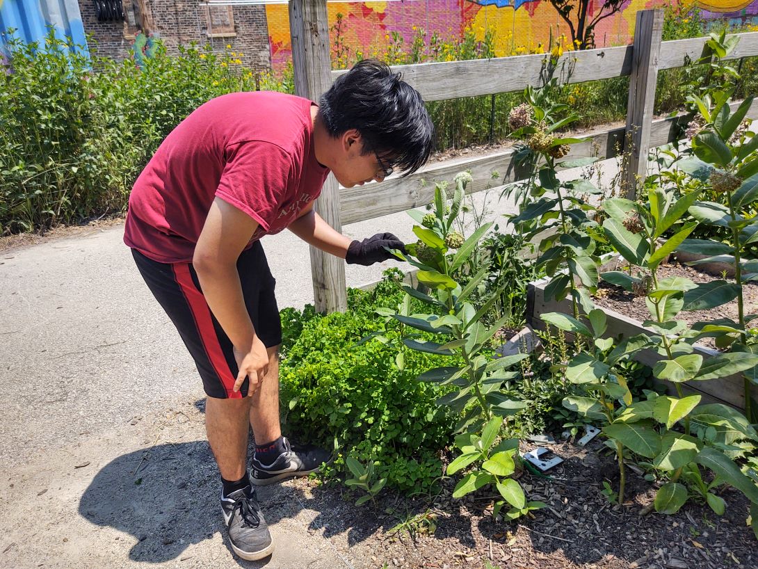 Freddy Hernandez monitoring milkweeds at El Paseo Community Garden
